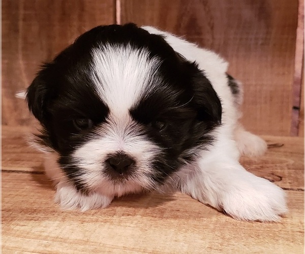 Medium Photo #1 Shih Tzu Puppy For Sale in PINK HILL, NC, USA