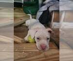 Small #1 Mutt