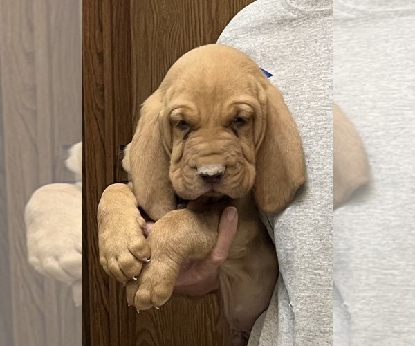 Medium Photo #9 Bloodhound Puppy For Sale in FORT MORGAN, CO, USA