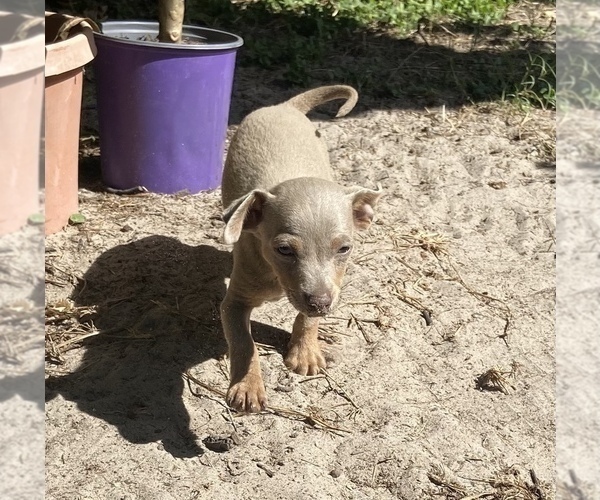 Medium Photo #8 Chihuahua Puppy For Sale in ARANSAS PASS, TX, USA
