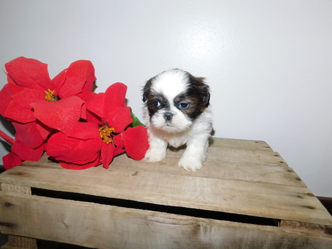 Medium Photo #1 Shih Tzu Puppy For Sale in FRESNO, OH, USA