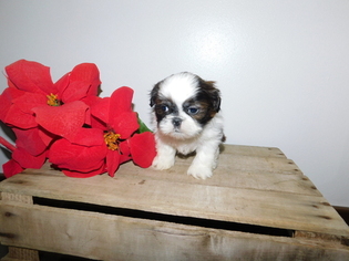 Shih Tzu Puppy for sale in FRESNO, OH, USA