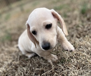 Dachshund Puppy for sale in SPRING HOPE, NC, USA