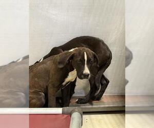 Labrador Retriever Dogs for adoption in Bakersfield, CA, USA
