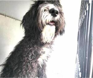 Poodle (Standard)-Unknown Mix Dogs for adoption in Houston, TX, USA