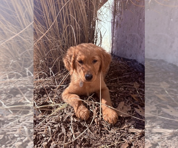 Medium Photo #1 Golden Retriever Puppy For Sale in MARSHFIELD, MO, USA