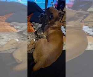 Delilah III - Female Boxer Dog for Adoption - Photo #2