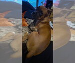 Small Photo #2 Boxer Puppy For Sale in Austin, TX, USA