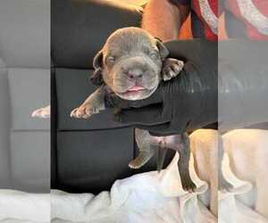 American Bully Puppy for sale in MANHATTAN, IL, USA