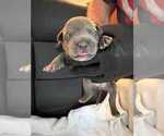 Small American Bully