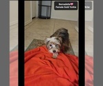 Small #1 Yorkshire Terrier