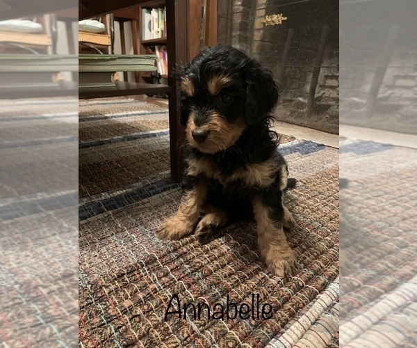 Medium Photo #1 Aussiedoodle Puppy For Sale in WOODLEAF, NC, USA