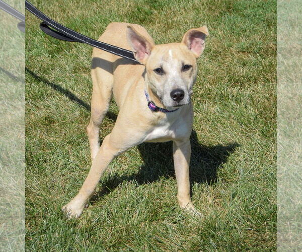 Medium Photo #3 Mutt Puppy For Sale in Huntley, IL, USA