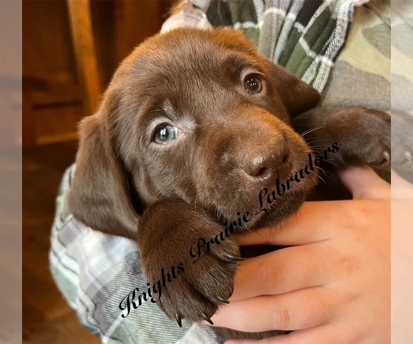 Medium Photo #3 Labrador Retriever Puppy For Sale in MC LEANSBORO, IL, USA