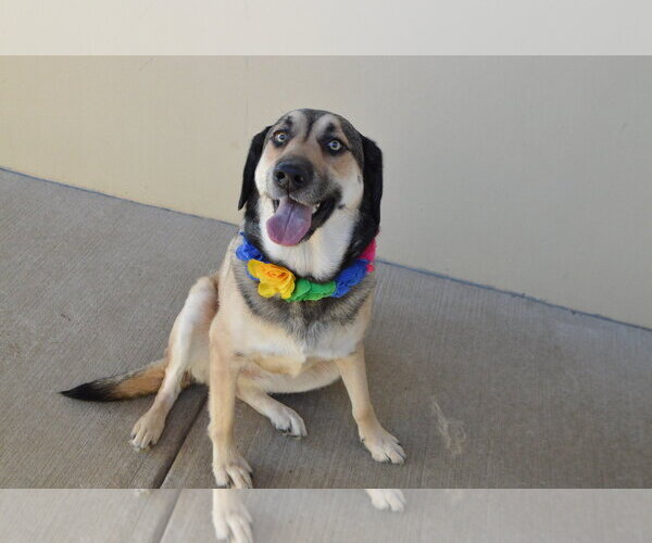 Medium Photo #2 Mutt Puppy For Sale in McKinney, TX, USA