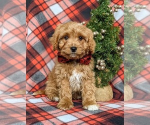 Cavapoo Puppy for sale in QUARRYVILLE, PA, USA