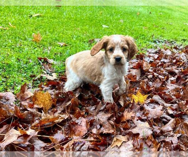 Medium Photo #6 Brittany Puppy For Sale in BERKSHIRE, NY, USA