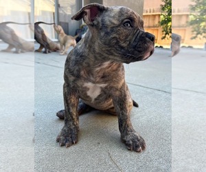 American Bully Puppy for sale in TURLOCK, CA, USA
