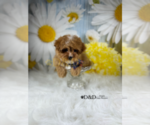 Small Photo #5 Cavapoo Puppy For Sale in RIPLEY, MS, USA