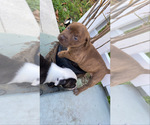 Small Photo #12 American Pit Bull Terrier Puppy For Sale in MIAMI, FL, USA