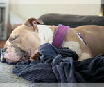 Small #5 Bulldog Mix