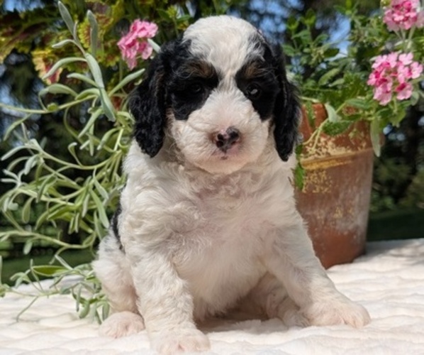 Medium Photo #106 Miniature Bernedoodle Puppy For Sale in GOSHEN, IN, USA
