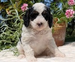 Small #9 Miniature Bernedoodle