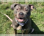 Small #1 American Pit Bull Terrier Mix