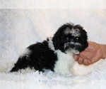 Small #1 ShihPoo