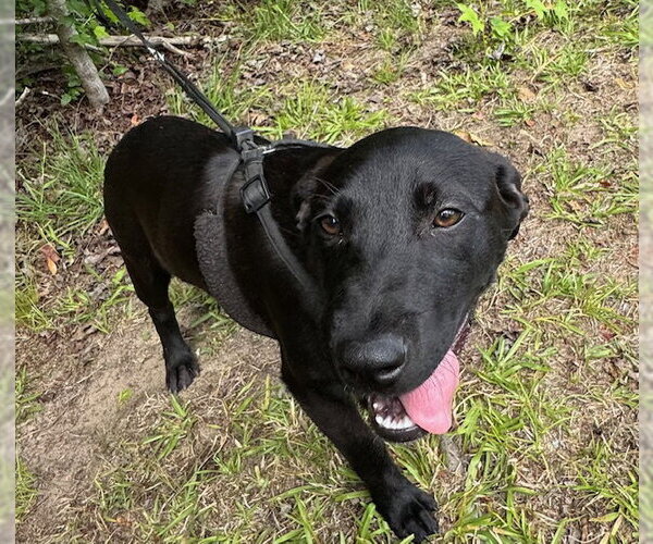 Medium Photo #3 Labrador Retriever-Unknown Mix Puppy For Sale in Tarrytown, GA, USA