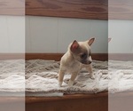 Small #2 Chihuahua