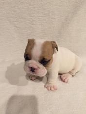 Bulldog Puppy for sale in LAKE MARY, FL, USA