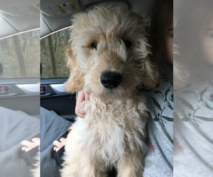 Goldendoodle Puppy for sale in WAKE FOREST, NC, USA