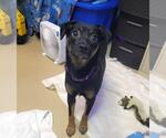 Small #2 Australian Shepherd Mix