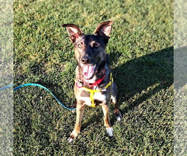 Medium Photo #8 Mutt Puppy For Sale in Wakefield, RI, USA