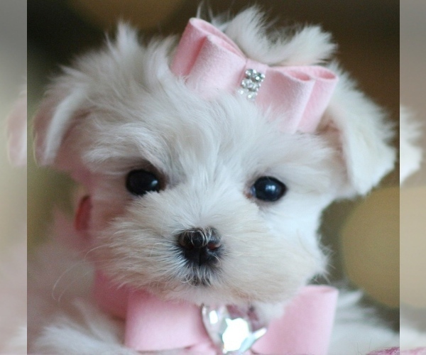 Medium Photo #8 Maltese Puppy For Sale in BEVERLY HILLS, CA, USA