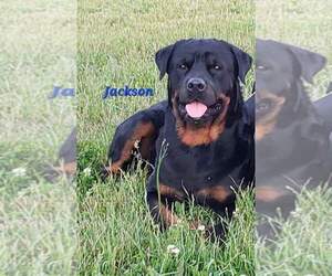 Father of the Rottweiler puppies born on 12/22/2023