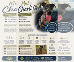 Small Catahoula Leopard Dog Mix