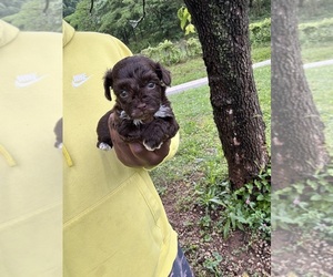 Medium YorkiePoo