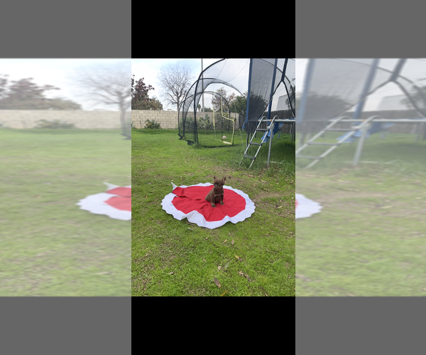 Medium Photo #5 French Bulldog Puppy For Sale in SAN DIEGO, CA, USA