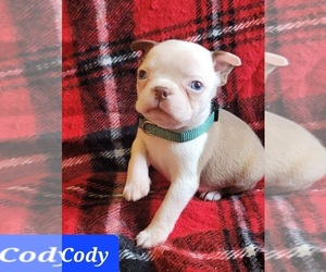 Boston Terrier Puppy for sale in POMEROY, OH, USA