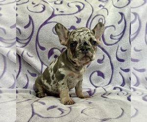 French Bulldog Puppy for sale in NEWTON, NJ, USA