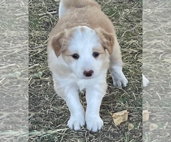 Medium Photo #4 Border Collie Puppy For Sale in WINCHESTER, CA, USA