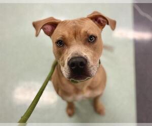 Mutt Dogs for adoption in Petaluma, CA, USA