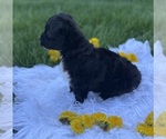 Small #10 Morkie