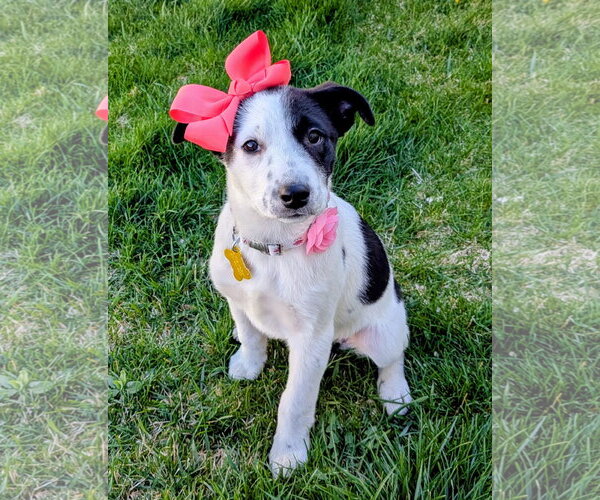 Medium Photo #2 Collie-Unknown Mix Puppy For Sale in Sandy, UT, USA