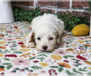 Cavapoo (Miniature) Puppy for sale in SYRACUSE, IN, USA