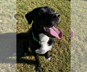 Skat - Male Great Pyredane Dog for Adoption - Photo #2