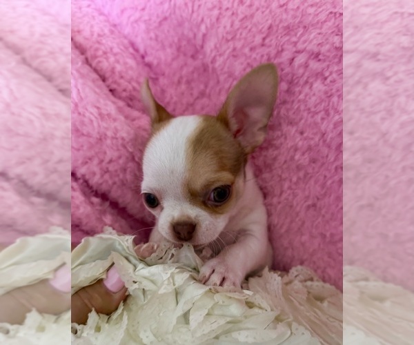 Medium Photo #11 Chihuahua Puppy For Sale in SPARKS, NV, USA