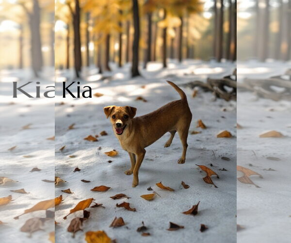 Medium Photo #2 Chihuahua-Unknown Mix Puppy For Sale in Phelan, CA, USA
